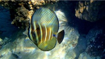 Bright spots are typically found in the Pacific Ocean. Mark Tupper