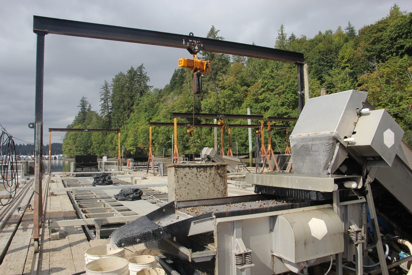 Oyster Production in the Pacific Northwest How sustainable is it?