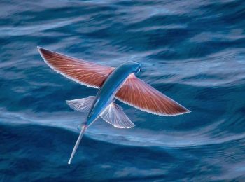 flying-fish