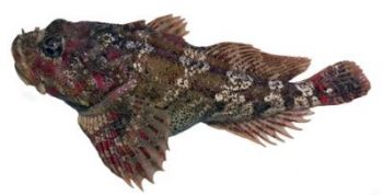 sculpin