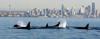 orcas_ps_1