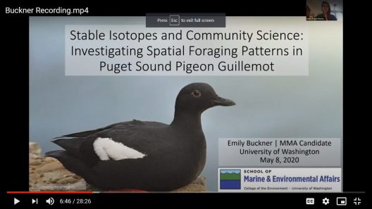 A screen capture of a presentation showing a Pigeon Guillemot and the presentation title, with a small inset video feed of the presenter, Emily Buckner.