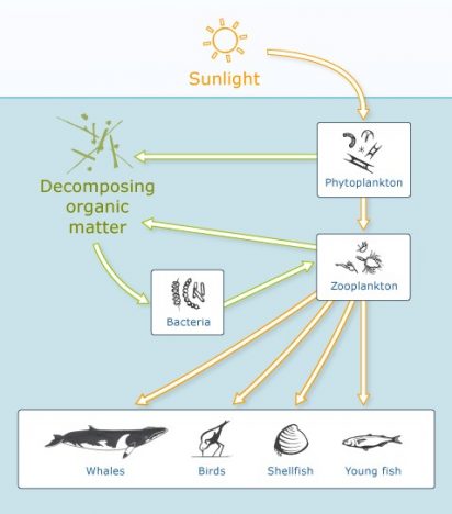 a simple diagram depicting the marine food web showing phytoplankton as influential to many different organisms
