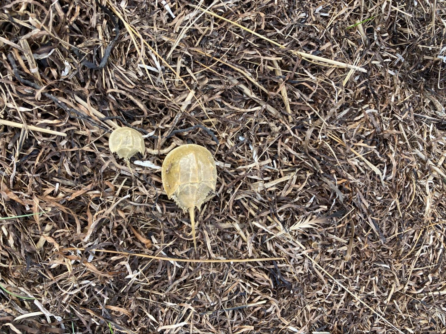 Why We Should Care About Horseshoe Crabs