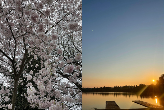 Left image-Pink cherry blossoms on a tree. Right image- Still water on Green Lake with two docks protruding into the the water as the sun rises over trees on the far side of the lake.