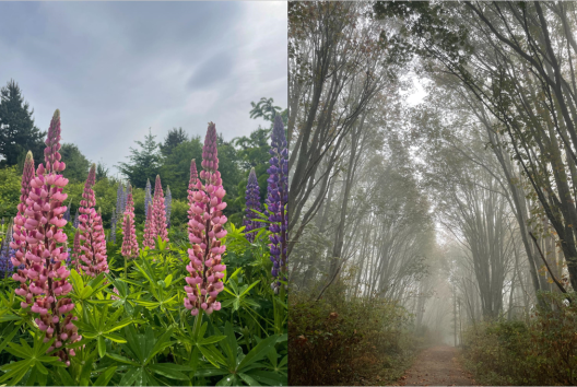 Left image- A close up photo of several pink and purple lupines with trees in the background and grey sky. Right image- A long, straight path surrounded on both sides with tall deciduous trees pictured in dense fog.