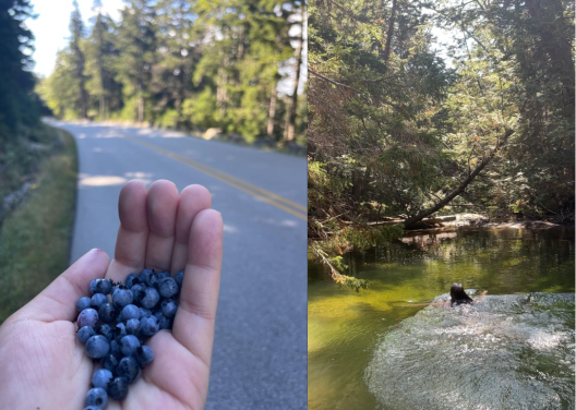 Left image- A small hand cupping many blueberries in front of an out of focus background of a paved road surrounded by tall trees on either side. Right image- woman surfaces in a small swimming hole. The water is is green, and green trees surround the pond.
