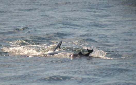 A southern resident killer whale "plays" with a harbor porpoise by pushing it with its head above the the surface. Currently, the porpoise is still alive but will soon die.