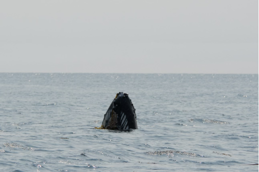 A humpback whale pushes kelp around with its head above the surface