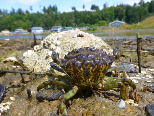 A European green crab in the mud with the lagoon and houses in the background.