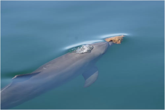 A bottlenose dolphin carries a marine sponge on its head as it swims underwater.