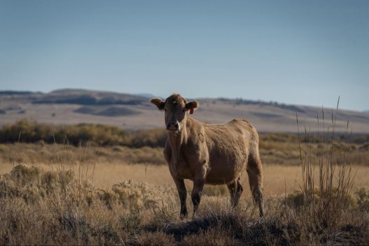 A light brown cow with its ear tagged stands in the middle of a sunny desert field surrounded by sagebrush and grasses.