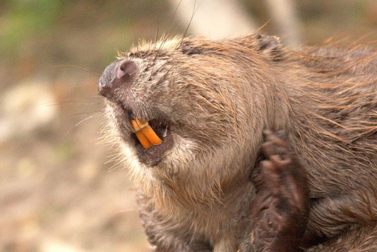 The photo shows the front half of a beaver with its head tilted diagonally from the camera with its large, orange front incisor teeth as the focal point of the photo.