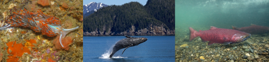 The photo is of the marine mammal "Fire Signs" which includes an opalescent nudibranch on a reef, a humpback whale breaching, and chinook salmon swimming along a stream.