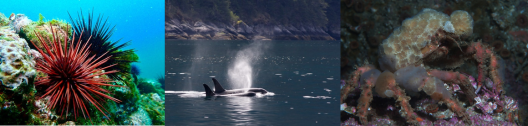 The photo is of the marine mammal "Water Signs" which includes a red sea urchin on reef, two orca's swimming, and a slender decorator crab amongst the rocks.