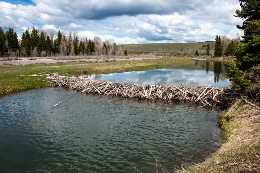 A beaver dam built of woody debris and logs extends from one end of the river bank to the other, slowing the water and creating a beaver pond.