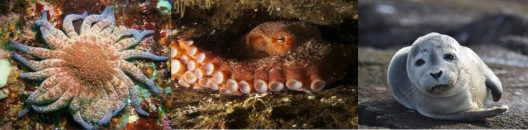 This photo is of the marine mammal "Air Signs" which includes a sunflower star among the rocky reef, a giant pacific octopus creeping from its home, and harbor seal along the rocks, looking at the camera.