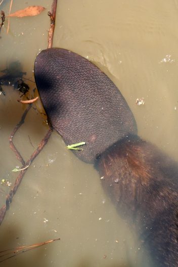 The photo on the left shows a zoomed-in photo of a beaver's distinct, paddle-like tail. The rest of the beaver is not shown. The tail sits on the surface of the water and its unique features are at the center of the frame.