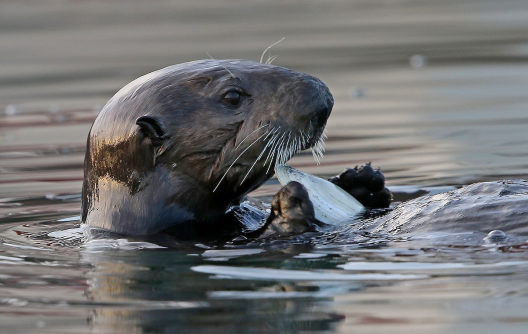 The head of an otter sticks out of the ocean while it holds a clam to eat.