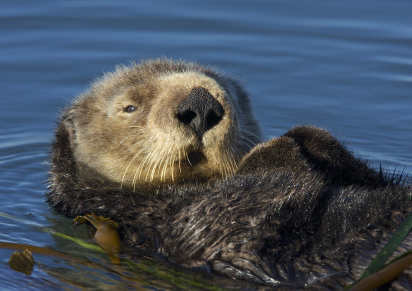 A close up photo of a sea otter's head and torso. It is resting on its back in the ocean in a bed of kelp looking at the camera.