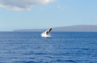 An adult humpback whale leaps from the water between Maui and Kahoʻolawe.