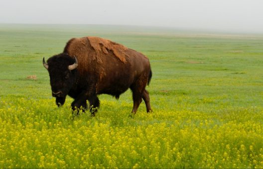A lone adult plains bison, enveloped in a thick fog bank, takes a pause from grazing in a prairie that is covered in yellow flowers.
