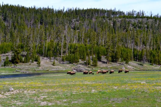  a small herd of adult plains bison with a few calves graze in a valley meadow full of grass and yellow flowers as a stream flows just beyond and coniferous forest grows on the hillside.