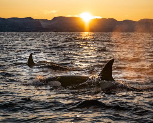 Two Southern Resident orcas swimming in the ocean with their dorsal fins visible and the setting sun casting a warm glow on the water and mountains.