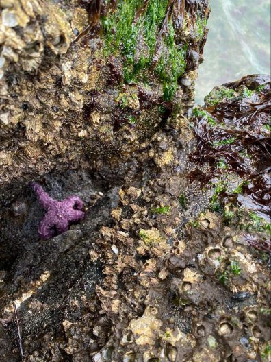 2 boulders covered in barnacles and brown and green seaweeds with a purple ochre star in the middle.