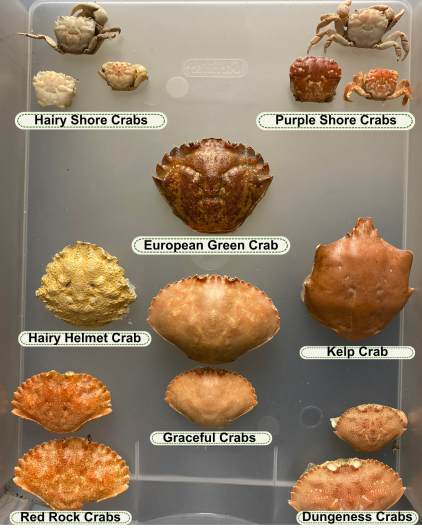 Various crab molts displayed: 3 hairy shore crab molts in the upper left, 3 purple shore crab molts in the upper right, 1 European green crab molt in the middle, 2 graceful crabs molts right below, 1 hairy helmet crab molt to the left, 1 kelp crab molt to the right, 2 red rock crab molts in the lower left, and 2 Dungeness crab molts in the lower right.