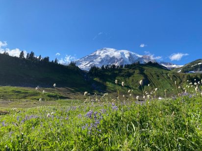 Purple lupines and white Sitka valerians fill a meadow in front of Mount Rainier.