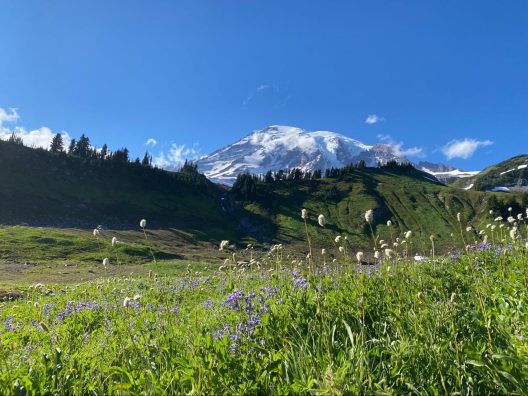 Purple lupines and white Sitka valerians fill a meadow in front of Mount Rainier.
