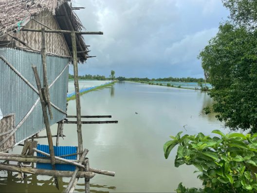 Shrimp aquaculture in southwestern Bangladesh