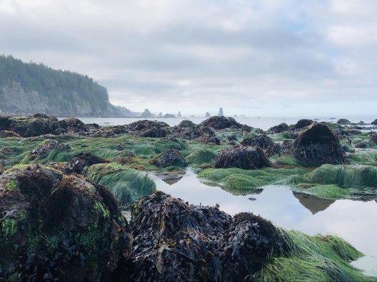 a photo of the Washington Coast during low tide. Rocks, eelgrass/algae, mollusks are exposed with a backdrop of a craggy coastline covered in old growth forest.