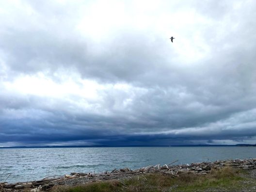 A brave seagull flies against a winter wind gust as storm clouds cover the horizon along a Whidbey Island beach.