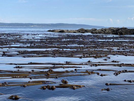 Bull kelp forms a dense canopy at the surface, contrasting with the bright sky and distant islands on a clear day.