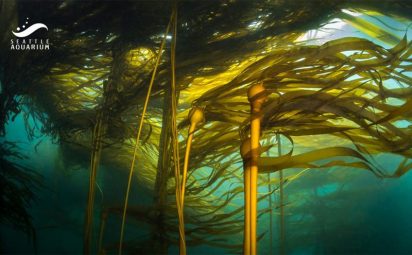 Sunlight illuminates bull kelp a golden green in this subtidal view of a kelp forest. The long blades of the kelp drift laterally in the current.