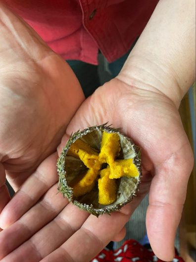 A close up of two hands holding a cleaned green sea urchin with its roe (eggs) showing.