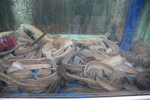 An aquarium tank with clear water, bubbles, and hagfish who are all intertwined with each other at the bottom of the tank.