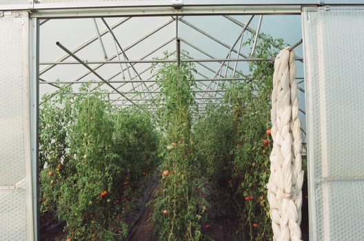 Rows of cherry tomatoes grow inside a greenhouse, with woven row cover hanging from the rafters.
