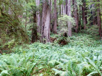Alt text: Large redwood trees protrude out of the beautiful and luscious forest floor with green ferns filling the spaces between the tree trunks.