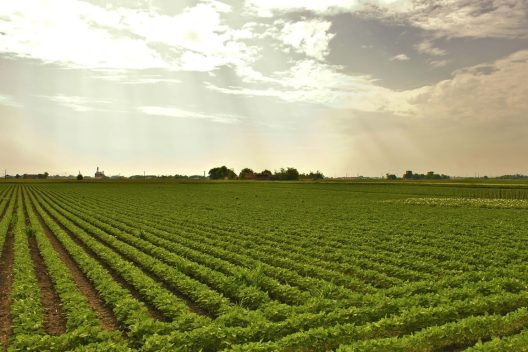 Rows of green soy crops extend to the horizon in a flat, open landscape