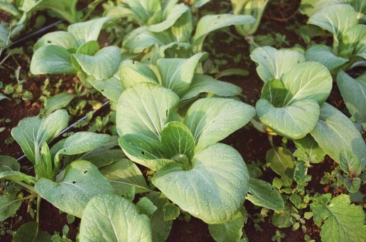 A closeup of bok choy growing in a field with drip irrigation, a more water-friendly approach to watering crops.
