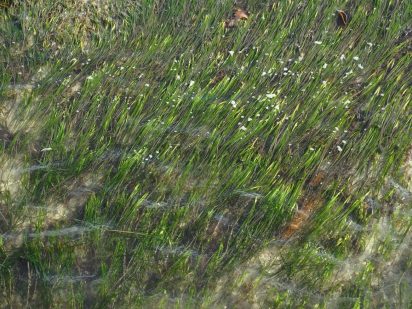 Eelgras leaves just under the surface of the water moving with the tide.