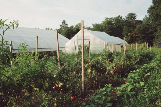 Two greenhouses in a field, with rows of tomatoes growing on trellis lines outside.
