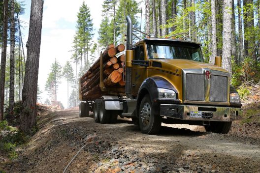 A large yellow truck hauls massive tree trunks in its bed along a gravel forest road.