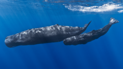 a juvenile and adult sperm whale swim through a deep blue ocean