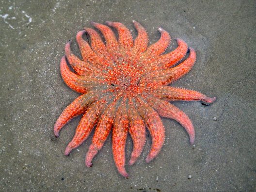 An eighteen-armed sunflower star lays on a grey sand beach.