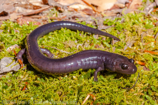Picture of a purple-brownish salamander on a green plant