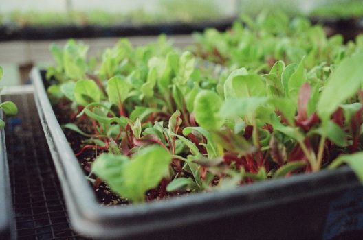 A closeup image of a black plastic tray with young radish greens breaking through the soil.